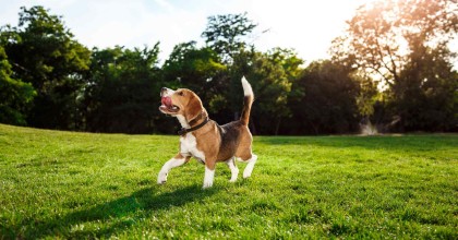 Beagle - Stöberhund